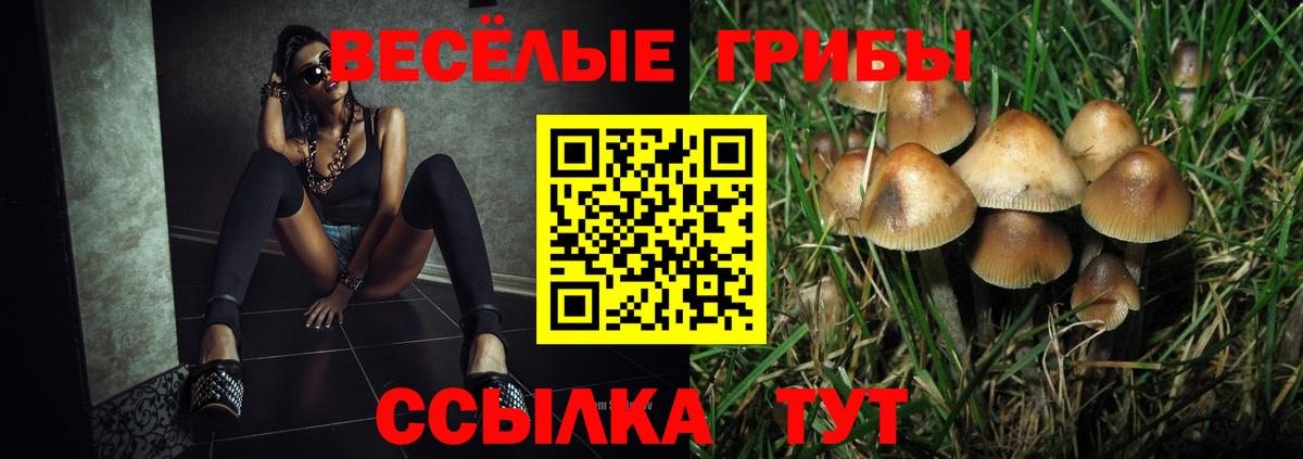 Псилоцибиновые грибы прущие грибы  Будённовск  Псилоцибиновые грибы прущие грибы 