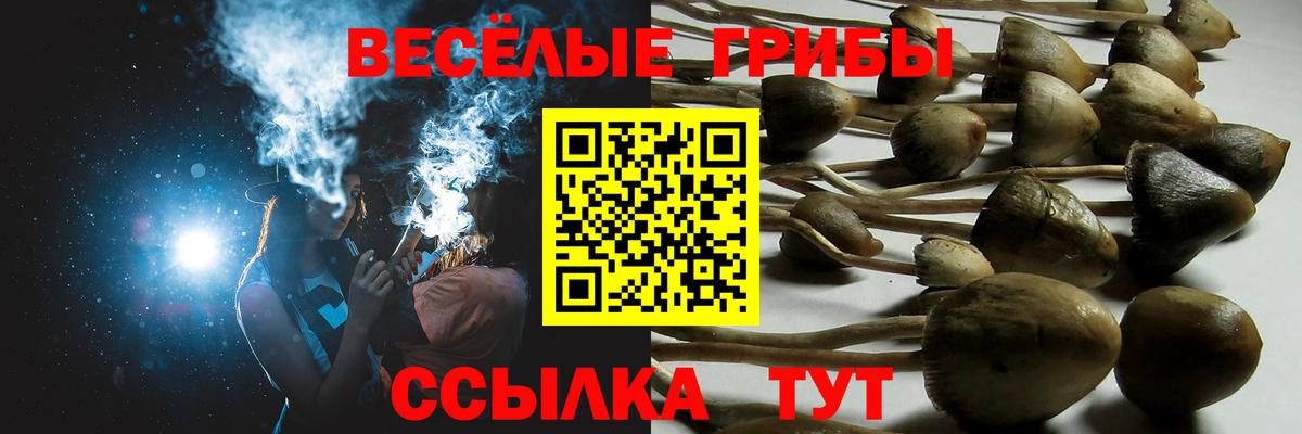 Галлюциногенные грибы Psilocybe Будённовск